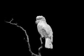 Bird Perching On The Tree