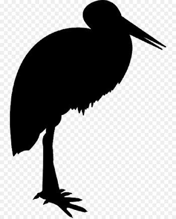 Bird, Performing Arts, Water Bird, Beak PNG