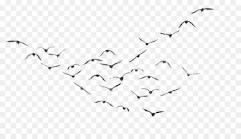 Bird PicsArt Photo Studio Wallpaper - Birds PNG Transparent 