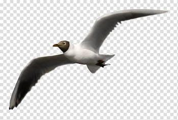 Bird , Pigeon feather material,White Pigeon transparent background PNG clipart
