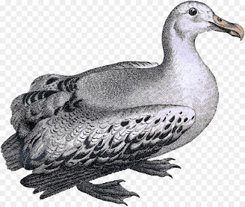 bird pigeons and doves beak rock dove hunting decoy