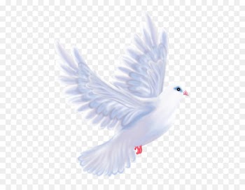 Bird Pigeons and doves Clip art Birthday Photography - bird 