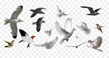 Bird - Pigeons collection 