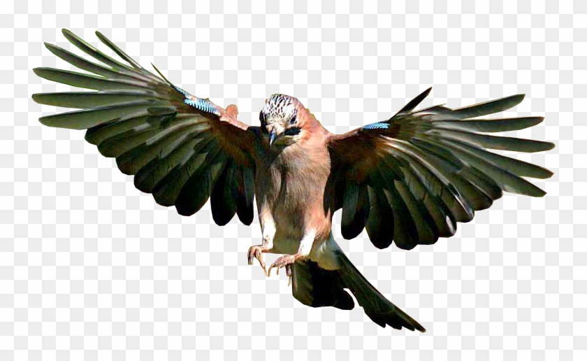Bird Png - Bird Flying Transparent Background