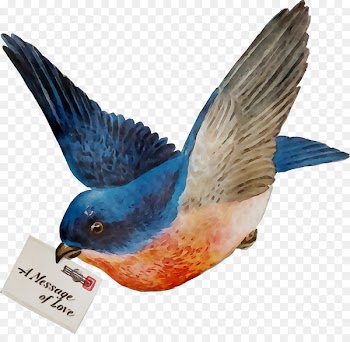 Bird Portable Network Graphics Clip art Passerine Beak -  