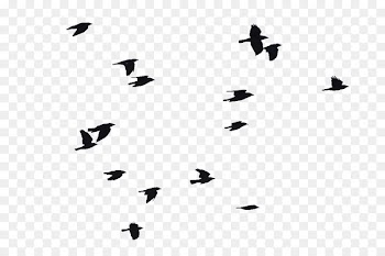 Bird Portable Network Graphics Flight Image Clip art - bird 