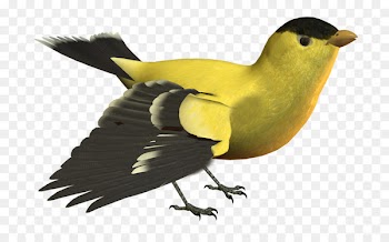 Bird Portable Network Graphics Yellow Image Beak - bird 