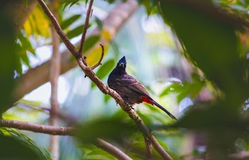 Bird Resting On Tree Branch
