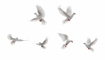 Bird, Rock Dove, Flight, Water Bird, Flock Png Image Free PNG ...