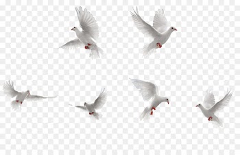 Bird Rock dove Flight - White Birds collection 