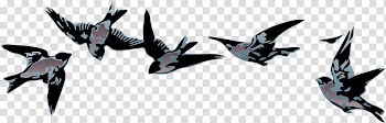 Bird Rock dove Sparrow Feather Beak, Bird transparent background PNG clipart