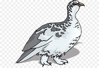 Bird Rock ptarmigan Clip art Portable Network Graphics Willow ptarmigan - bird 
