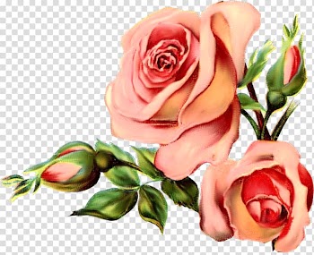 Bird Rose European robin , watercolor rose transparent background PNG clipart