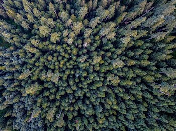 bird's eye photography of forest