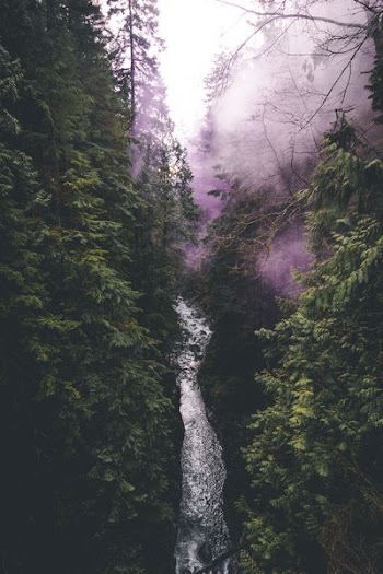 bird's-eye photography of river between birch trees with purple smoke