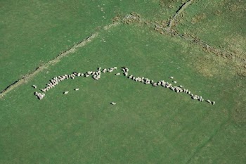 bird's eye view of animals on green grass field
