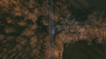 bird's eye view of empty street between tall trees