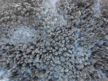 bird's eye view of forest