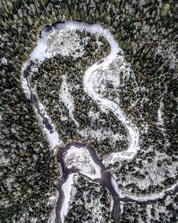 bird's-eye view of forest