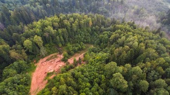 bird's eye view of green trees