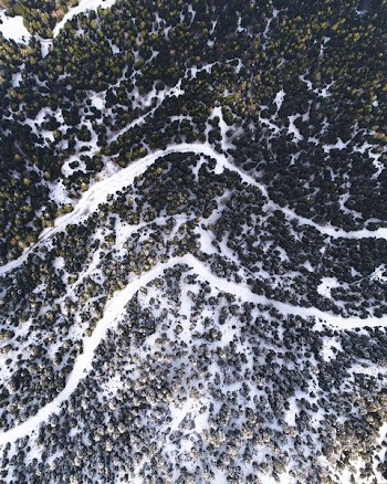 bird's-eye view of green trees