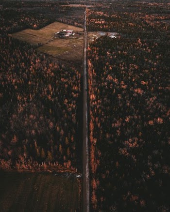 bird's eye view of road between tall trees