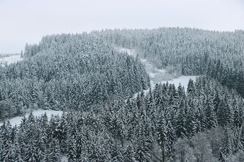 bird's-eye view of snow covered forest