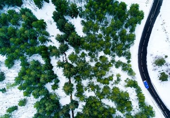 bird's eye view of trees