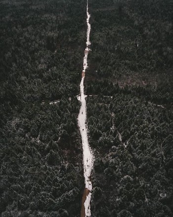 bird's eye view of trees