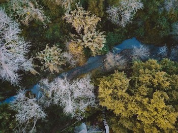 bird's eye view photo of river flow between tall trees during daytime