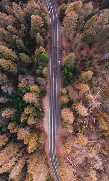 bird's eye view photo of road in the middle of forest