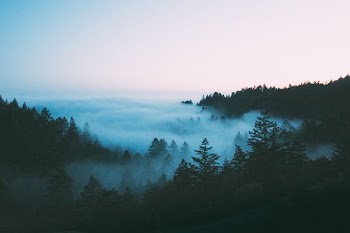 bird's-eye view photography of foggy forest