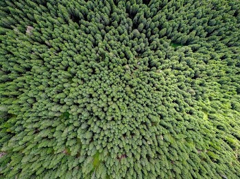 bird's-eye view photography of forest