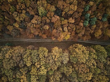 bird's-eye view photography of road between forest