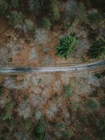 bird's-eye view photography of road between green trees