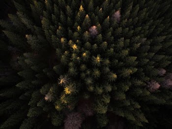 bird's eye view photography of trees