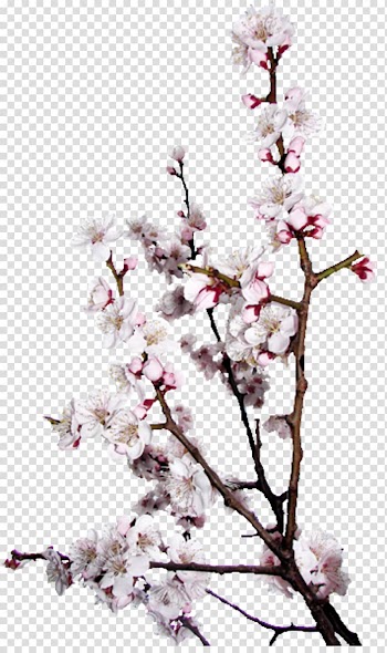 Bird Season Love Spring Northern Hemisphere, Vines are available for free transparent background PNG clipart