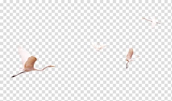 Bird Siberian crane Google s, white crane transparent background PNG clipart