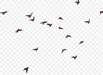Bird Silhouette - Birds silhouette 