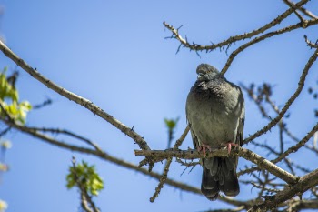 Bird Sitting on Branch