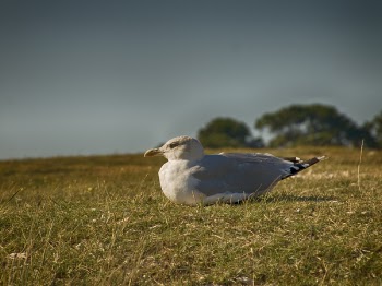 Bird Sitting on Grassy Ground