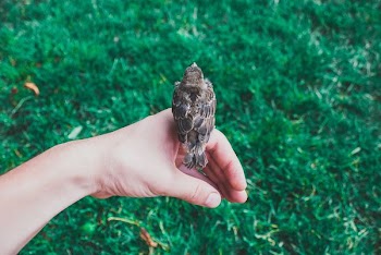 bird sitting on person's hand
