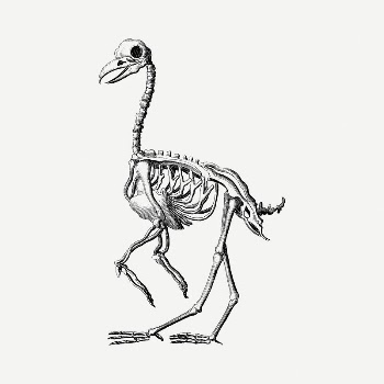 Bird skeleton  drawing, vintage | Free PSD - rawpixel