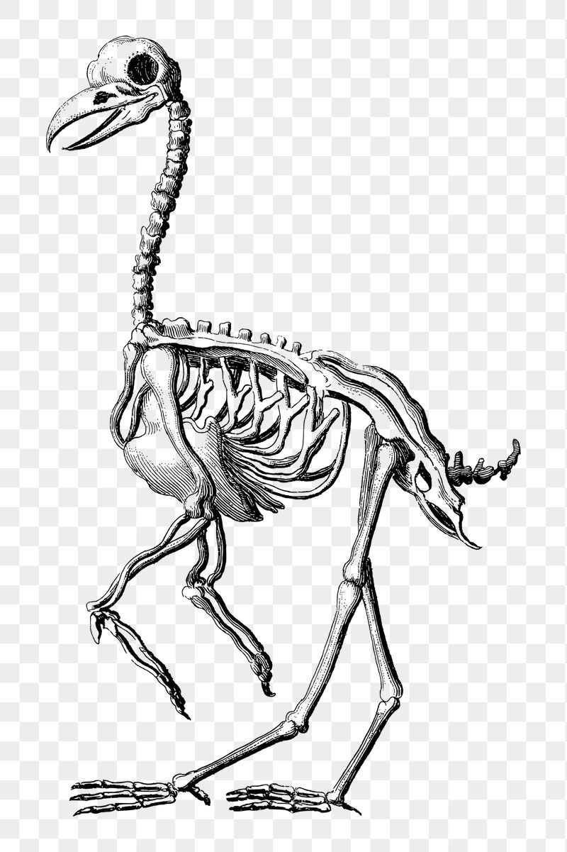 Bird skeleton  png sticker, | Free PNG - rawpixel