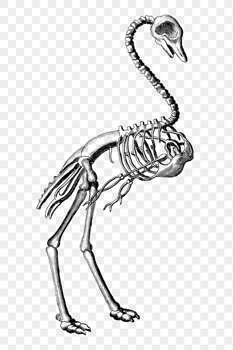 Bird skeleton  png sticker, | Free PNG - rawpixel