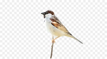bird sparrow beak house sparrow songbird