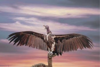 Bird Spreading Wings