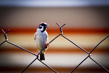 Bird Standing on Fence