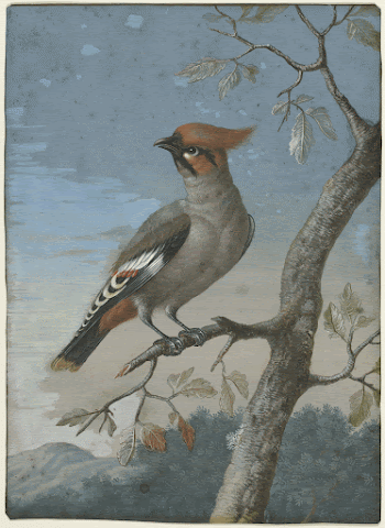 Bird Study painting in high | Free Photo - rawpixel