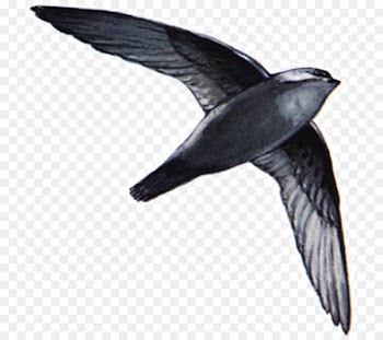 Bird Swallow Chimney swift Swifts American black swift - bird 